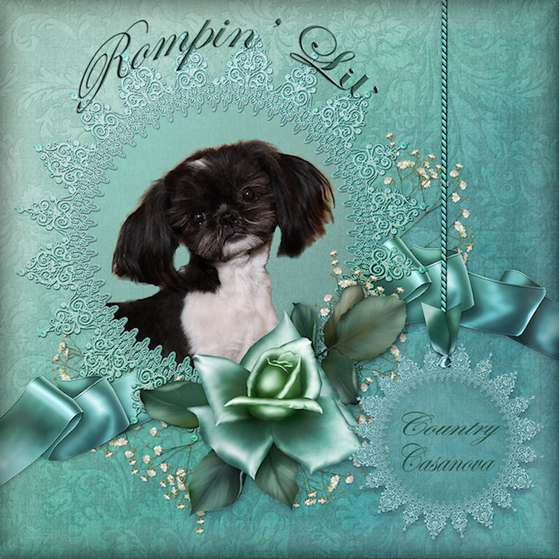 Rompin' Lil' Country Casanova - Chinese Imperial Shih Tzu stud